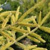 Skylands Oriental Spruce #6 - Image 2